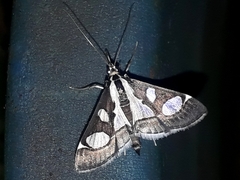 Glyphodes bicolor