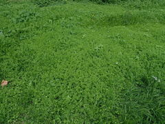 Erodium cicutarium