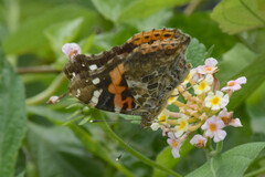 Vanessa indica