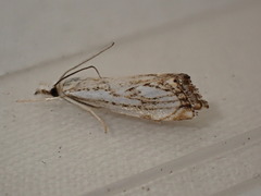 Catoptria falsella