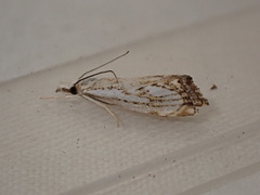 Catoptria falsella