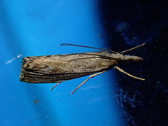 Catoptria falsella