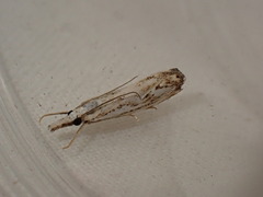 Catoptria falsella