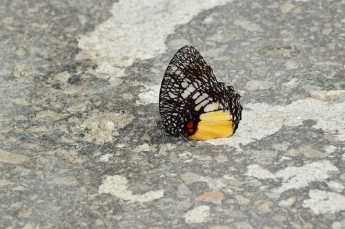 Jezebel Palmfly