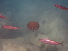 Cotylorhiza tuberculata