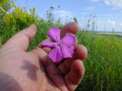 Dianthus borbasii