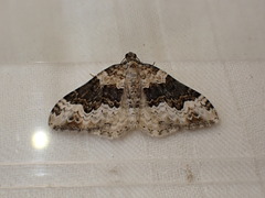 Epirrhoe galiata