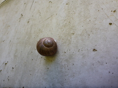 Helix pomatia