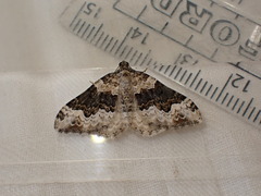 Epirrhoe galiata