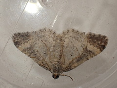 Epirrhoe galiata