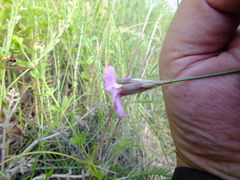 Dianthus borbasii