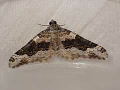Epirrhoe galiata