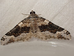 Epirrhoe galiata