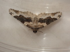 Epirrhoe galiata