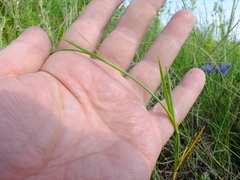Dianthus borbasii