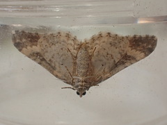 Epirrhoe galiata