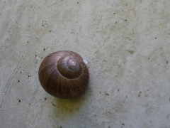 Helix pomatia