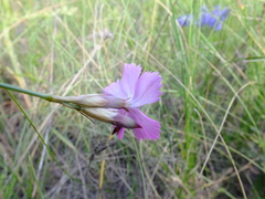 Dianthus borbasii