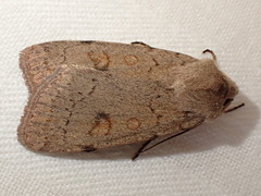 Xestia castanea