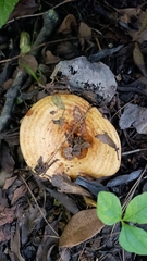Lactarius alnicola