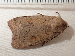 Xestia castanea