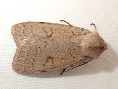 Xestia castanea