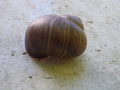 Helix pomatia