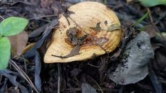 Lactarius alnicola