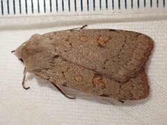 Xestia castanea