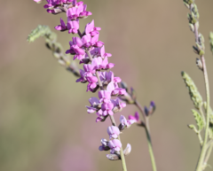 Cullen australasicum