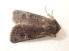 Tholera cespitis