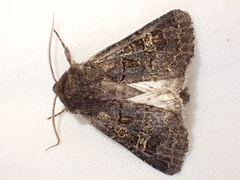 Tholera cespitis
