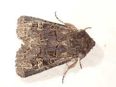 Tholera cespitis