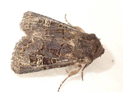 Tholera cespitis