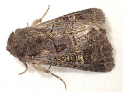 Tholera cespitis