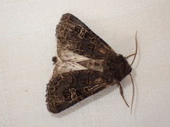 Tholera cespitis