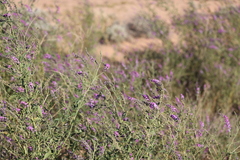 Cullen australasicum