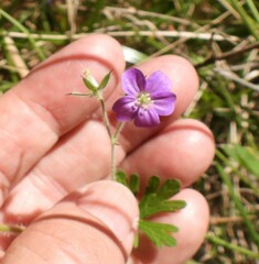 Geranium solanderi