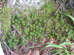Polytrichum formosum