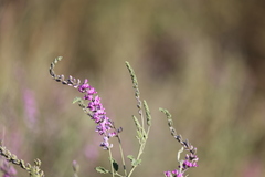 Cullen australasicum