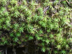 Polytrichum formosum