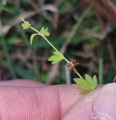 Ranunculus sessiliflorus sessiliflorus