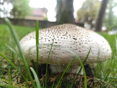 Amanita excelsa