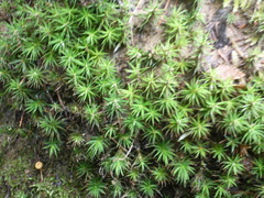 Polytrichum formosum