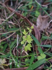 Ranunculus sessiliflorus sessiliflorus