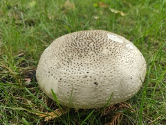 Amanita excelsa