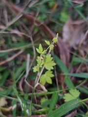 Ranunculus sessiliflorus sessiliflorus