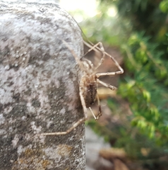 Odiellus spinosus
