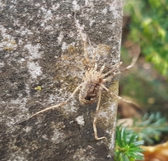 Odiellus spinosus