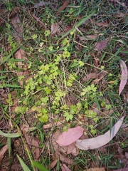 Ranunculus sessiliflorus sessiliflorus